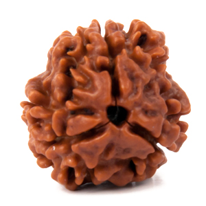 3 Mukhi
