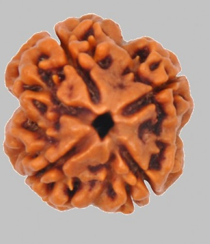 4 Mukhi