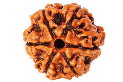 6 Mukhi