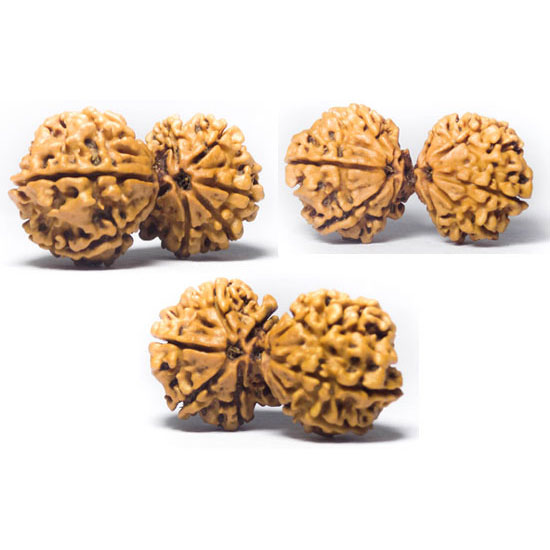 Trijuti Rudraksha