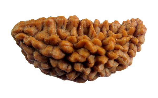 1 Mukhi