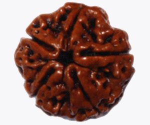5 Mukhi Rudraksha