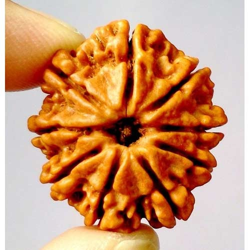 8 Mukhi Rudraksha