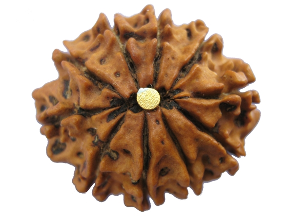 10 Mukhi Rudraksha