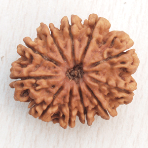 11 Mukhi Rudraksha