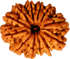 12 Mukhi Rudraksha