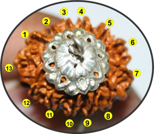 13 Mukhi Rudraksha
