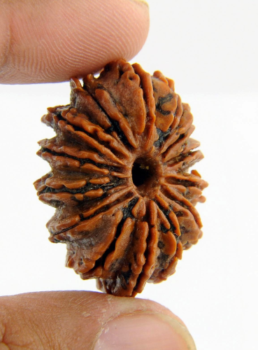 14 Mukhi Rudraksha