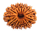 15 Mukhi Rudraksha