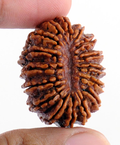16 Mukhi Rudraksha