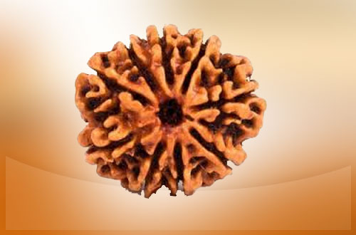 9 Mukhi Rudraksha